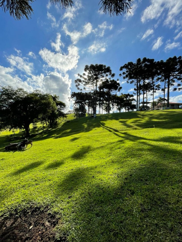 Chcara - Venda - Zona Rural - Campina Grande do Sul - PR