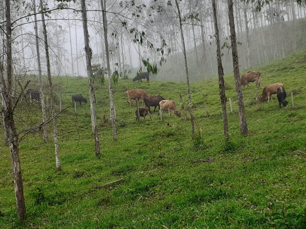 Chcara - Venda - Zona Rural - Campina Grande do Sul - PR