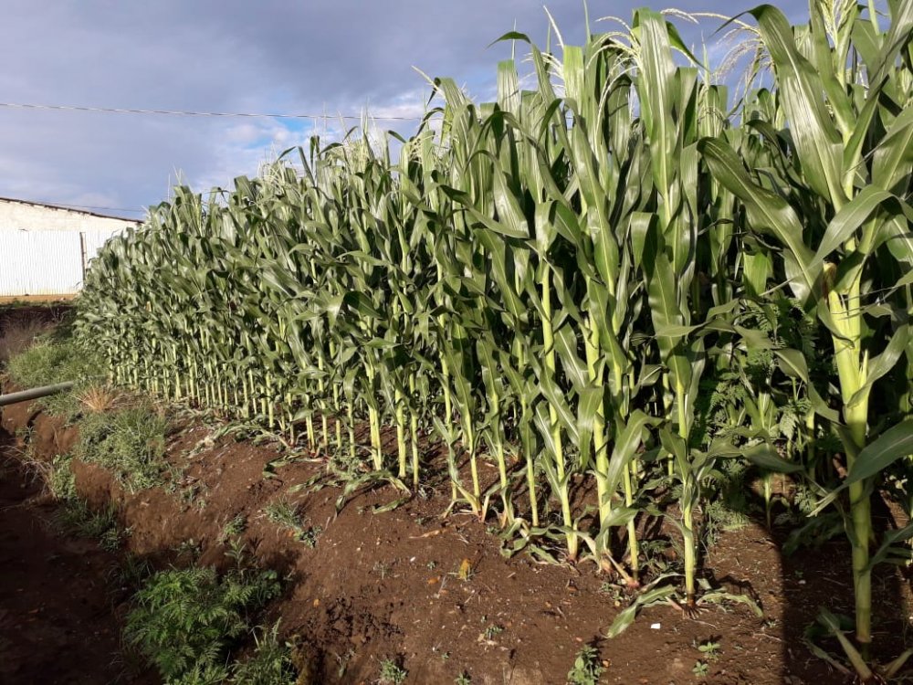 Fazenda - Venda - Rural - Irati - PR