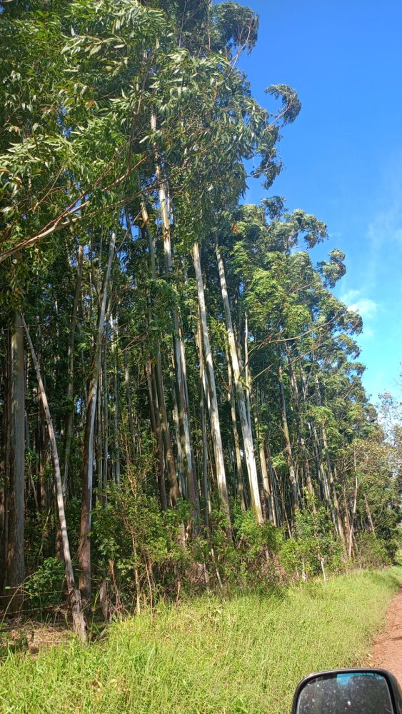 Fazenda - Venda - Rural - Nova Laranjeiras - PR