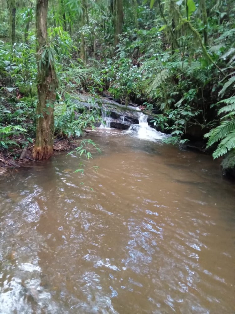 Chcara - Venda - Ribeiro - Campina Grande do Sul - PR