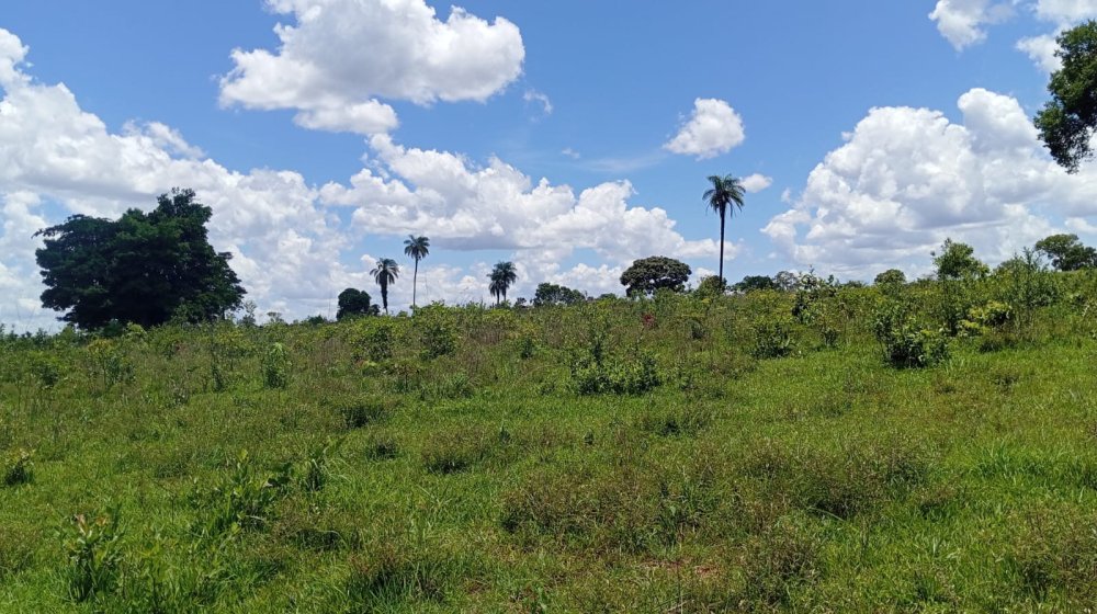 Fazenda - Venda - Rural - Chapado do Sul - MS