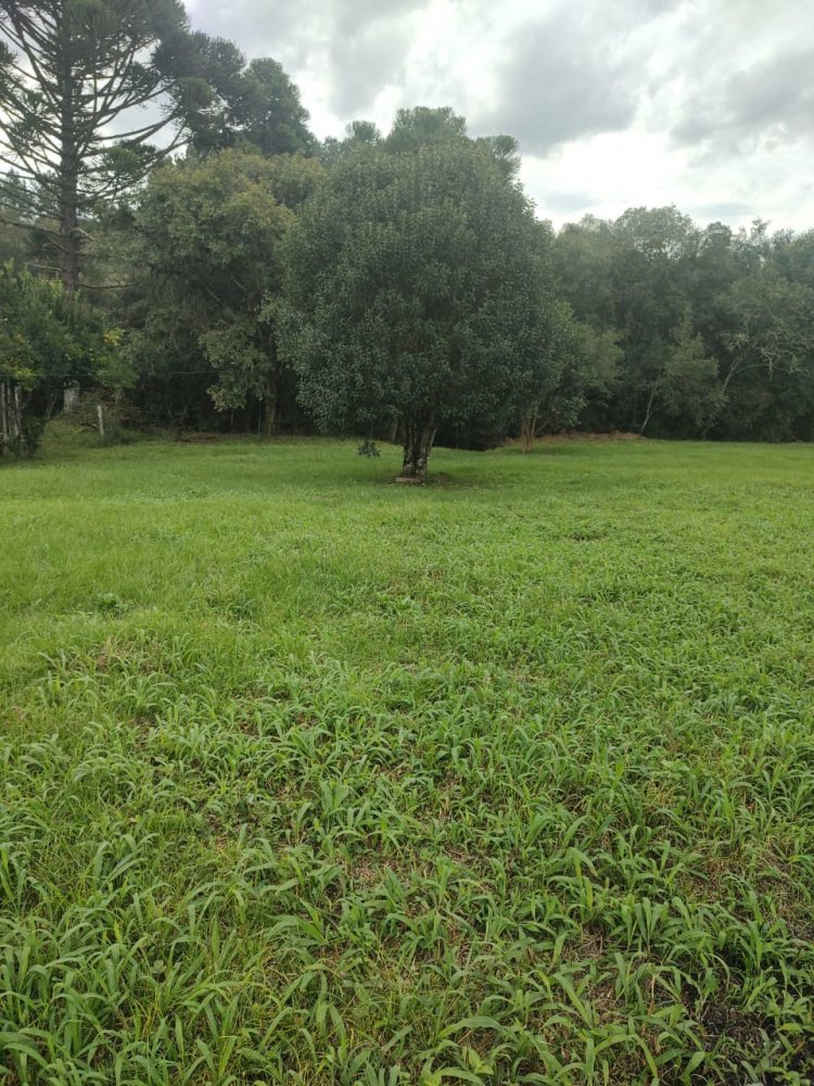 Chcara - Venda - Borda do Campo - So Jos dos Pinhais - PR